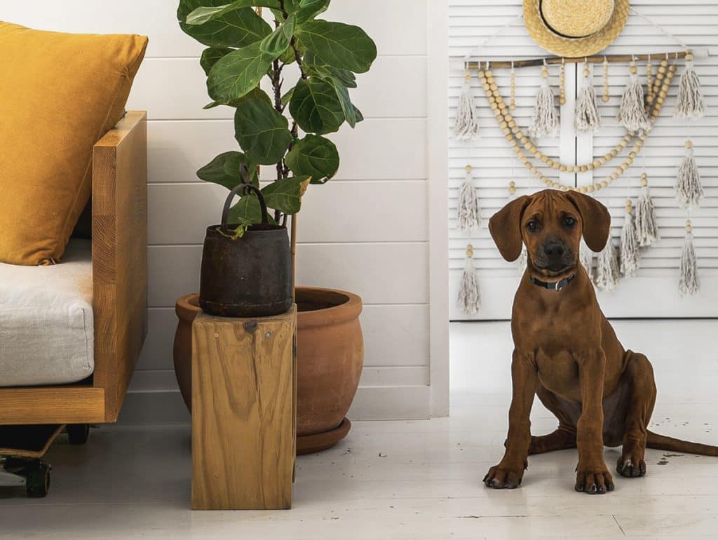 Should you allow Renters with Pets?